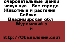 очаровательные щенки чихуа-хуа - Все города Животные и растения » Собаки   . Владимирская обл.,Муромский р-н